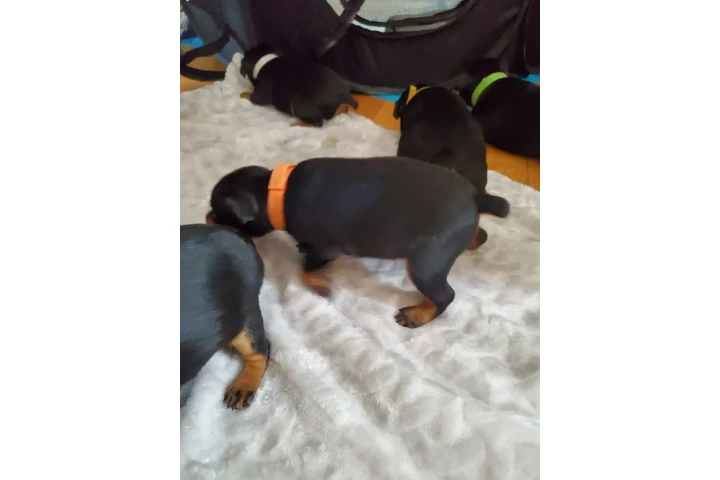 $1950 : Miniature Pinscher (min.pin) image 7