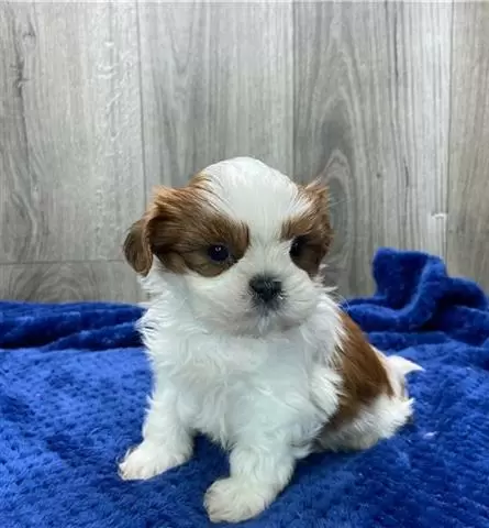 $500 : Sweet SHIH TZU puppies for sal image 2
