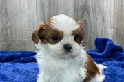 $500 : Sweet SHIH TZU puppies for sal thumbnail