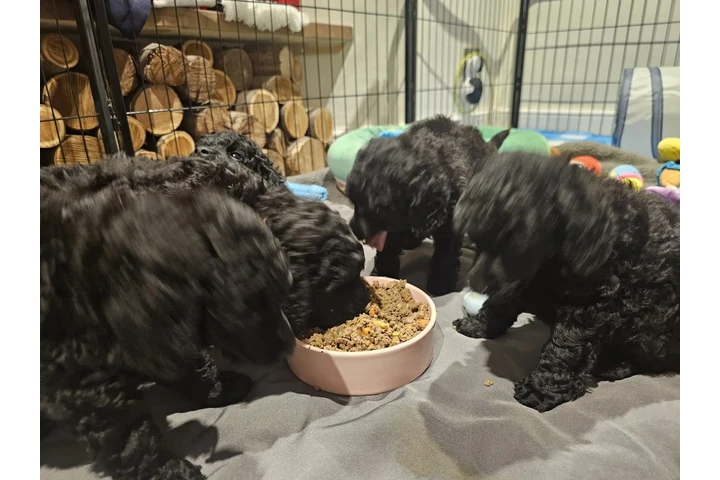 $456 : Tiny Maltese Puppies image 4