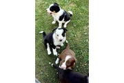 $560 : Preciosa camada de cachorros B thumbnail