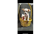 $400 : Puppie female mini toy thumbnail