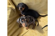 $300 : 9-Week-Old Miniature Dachshund thumbnail