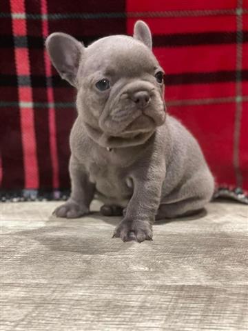 $500 : French bulldog image 3