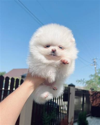 $500 : Pomeranian puppies image 4