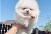 $500 : Pomeranian puppies thumbnail