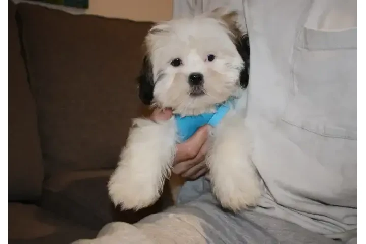 $1550 : TEDDY BEAR MALTESE X PUPS image 5
