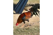 $200 : Chicken roster thumbnail