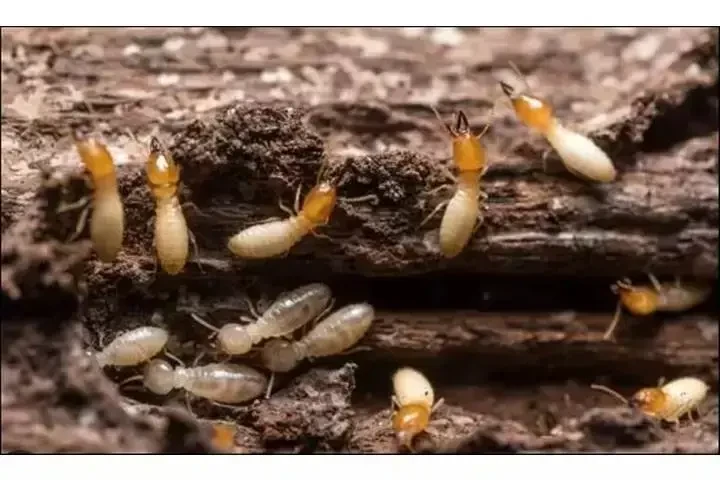 🚚Especial $80. Cucarachas 🪳 image 2