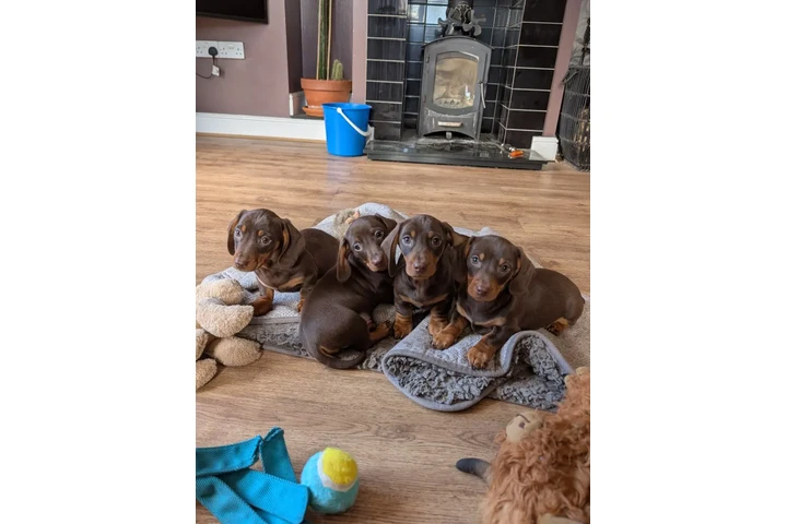$220 : Miniature dachshunds ready image 1