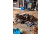 Miniature dachshunds ready en Denver