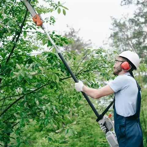 Valley Tree Service image 2