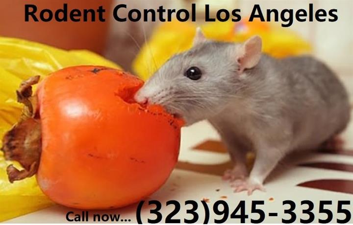 RODENT CONTROL (323)945-3355 image 3