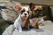 $400 : ADORABLE FRENCH BULLDOG PUPPIE thumbnail