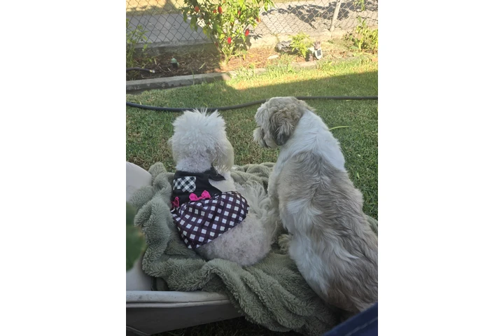 Cuido perritos! image 1