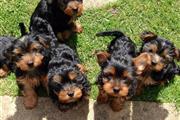 $100 : nice yorkie puppies ready 4u ❤ thumbnail