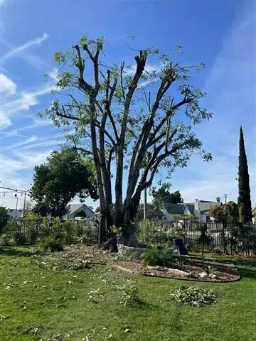 Elacios Gardening & Lanscapin image 8