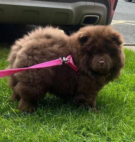 $400 : Chow Chow disponible image 1