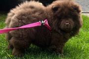 $400 : Chow Chow disponible thumbnail