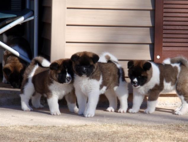 $390 : Akita Puppies for sale image 1