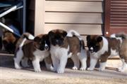 Akita Puppies for sale en Atlanta