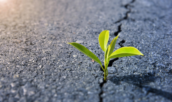 Plantita creciendo en el pavimento