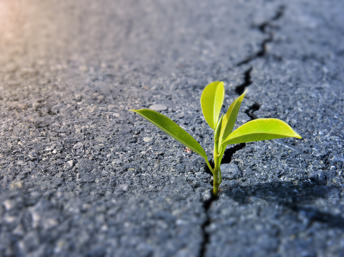 Plantita creciendo en el pavimento