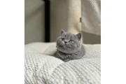 $240 : British Shorthair azul listo thumbnail