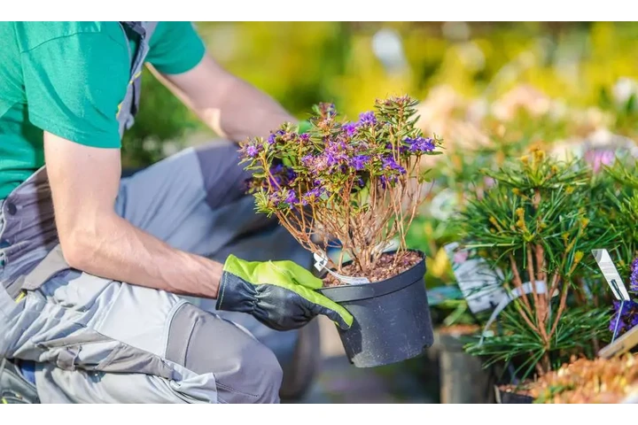 Expertos en Lawn Care image 2