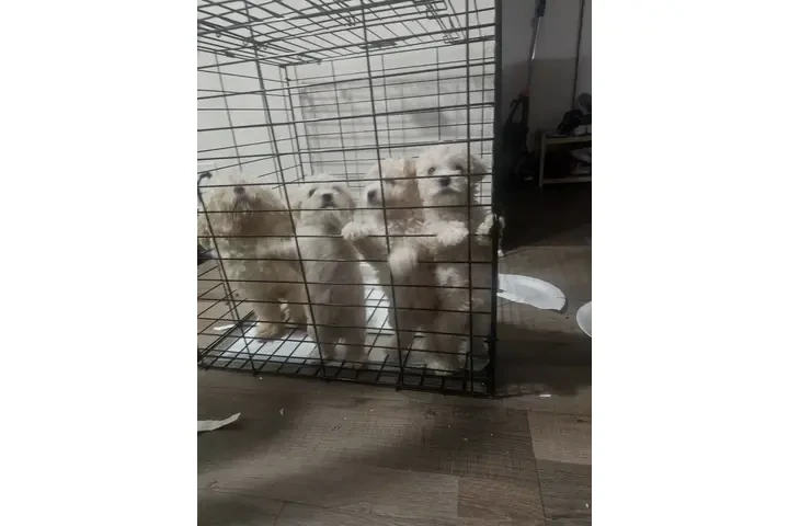 $550 : Maltipoo Maltese image 3
