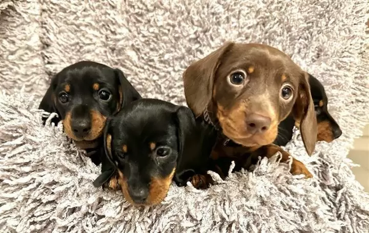 $500 : Cachorros Dachshund disponible image 1