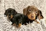 Cachorros Dachshund disponible en San Francisco Bay Area