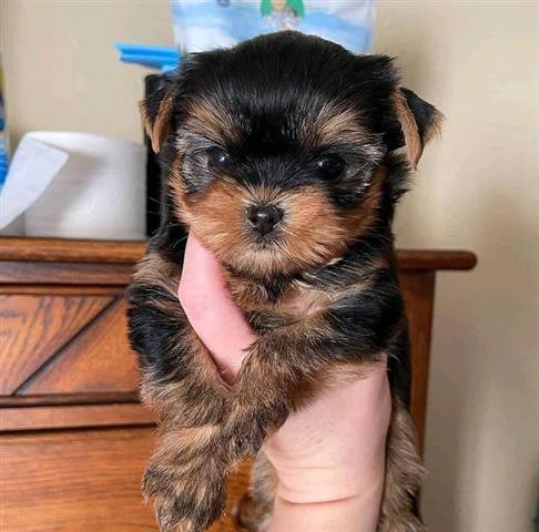 $350 : Yorkies a la venta image 2