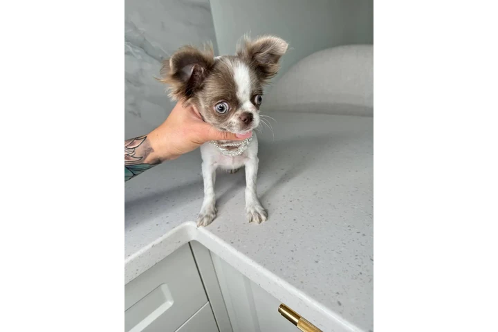 $250 : Teacup Chihuahua puppies image 6