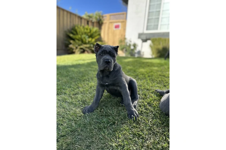 $4000 : SALE DOG CANE CORSO image 3