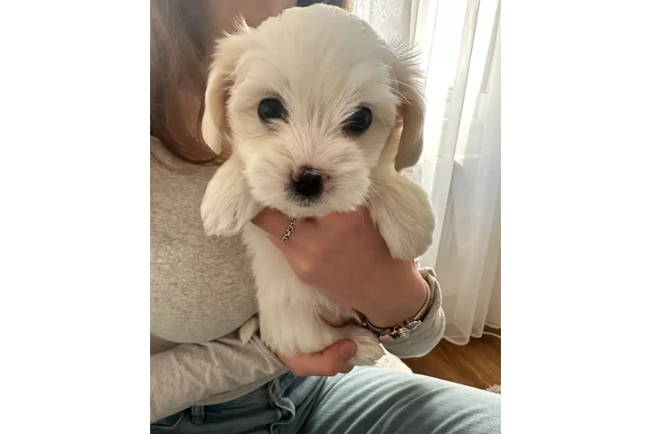 Beautiful maltipoo pups image 1