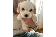 Beautiful maltipoo pups thumbnail
