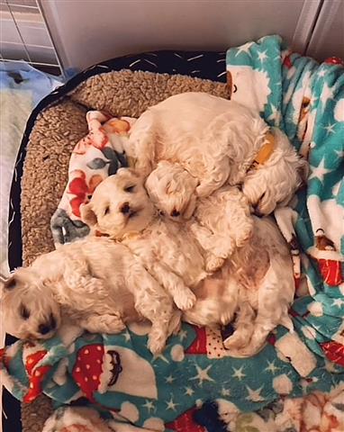 $500 : Perritos maltipoo image 3