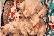 $500 : Perritos maltipoo thumbnail