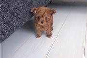 $700 : Stunning Toy Poodle Babies thumbnail