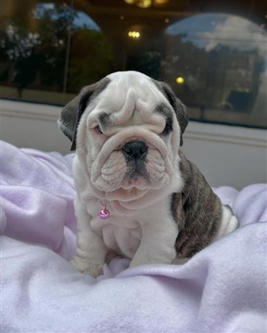 $350 : BULLDOG INGLÉS EN VENTA image 1