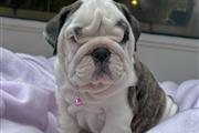 BULLDOG INGLÉS EN VENTA en Columbia