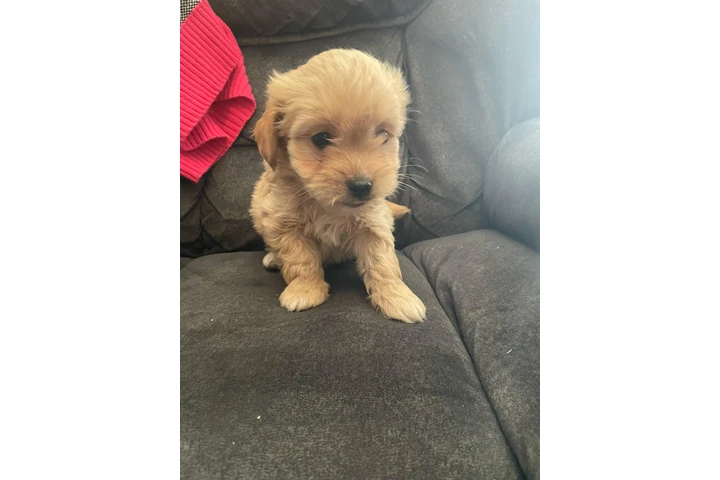 $350 : Cachorros shihtzu maltes image 8