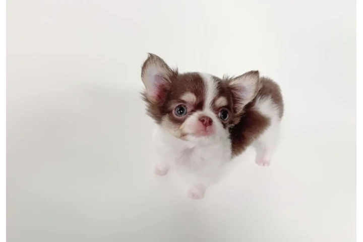 $350 : Chihuahua miniatura image 2