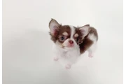 $350 : Chihuahua miniatura thumbnail