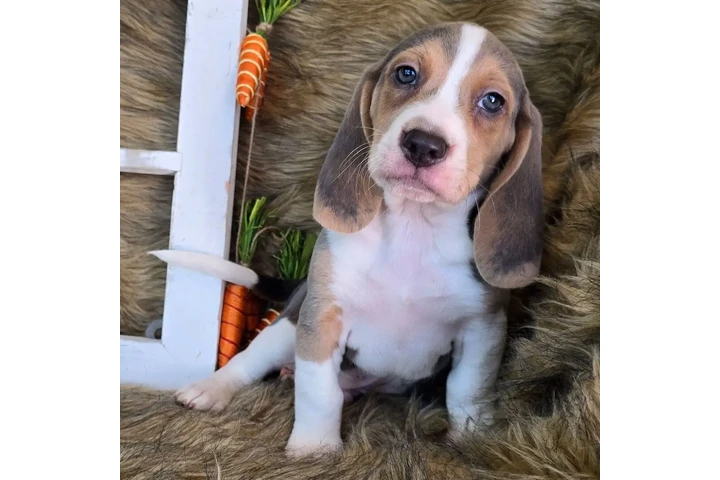 $1500 : Puppies 🐶 For sales image 4