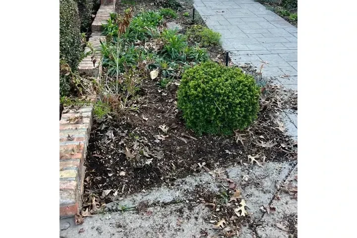 Landscaping Profesional image 6