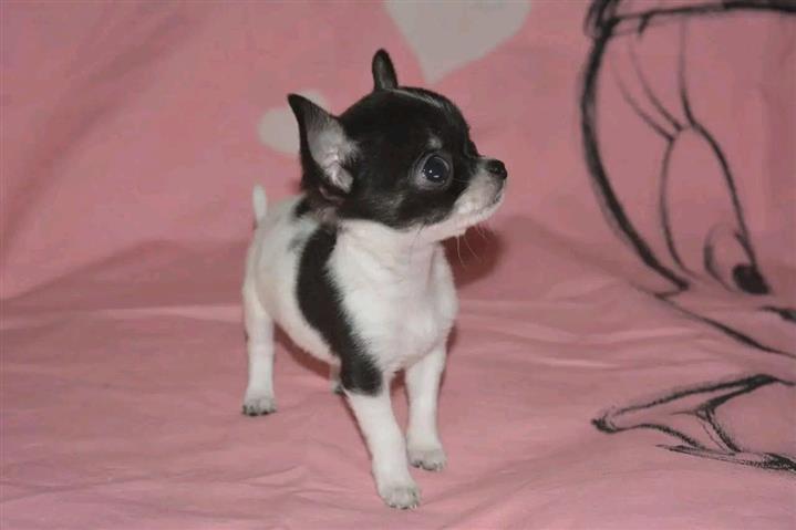 $250 : Chihuahua puppies image 8