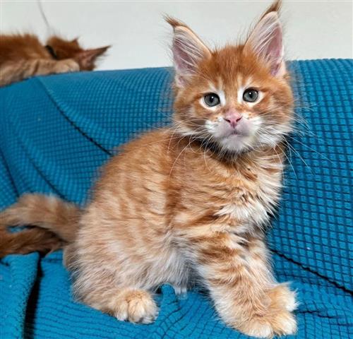 $380 : Maine Coon Kitten Ready image 1