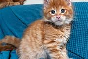 Maine Coon Kitten Ready en Denver